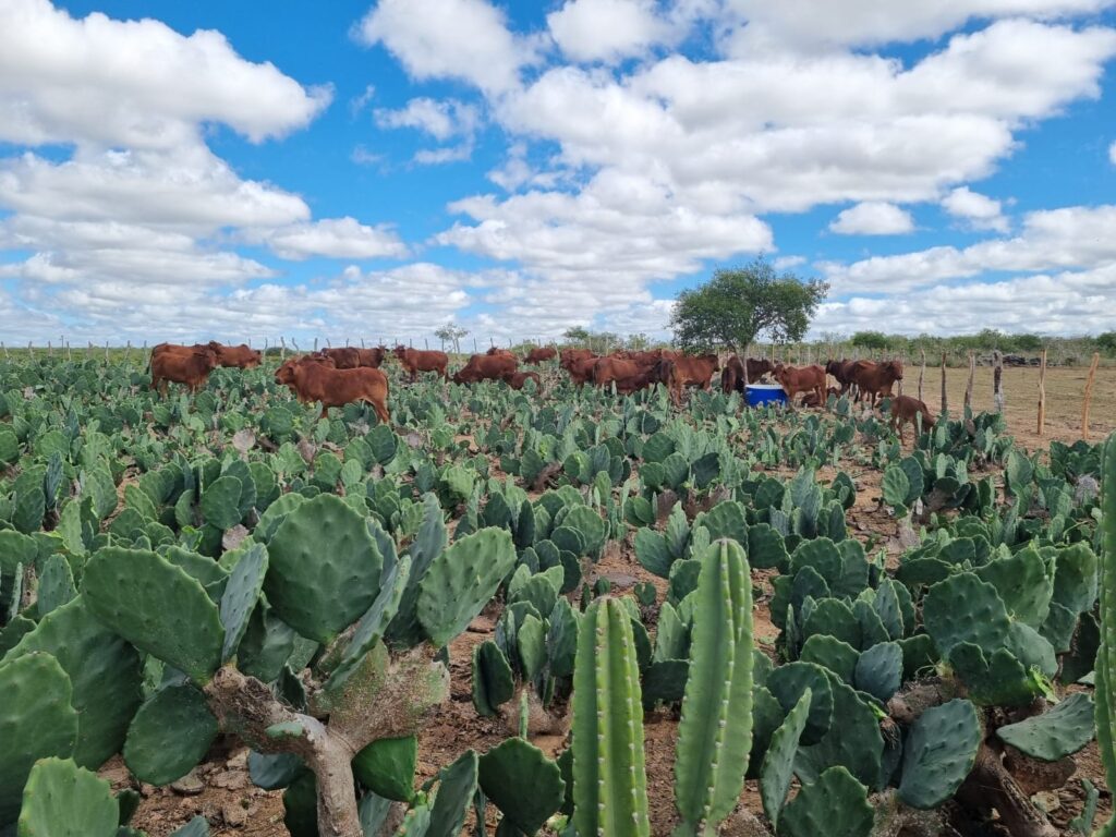 O agrônomo Isaías Vitorino, um dos palestrantes, mostrou a importância da palma na alimentação animal