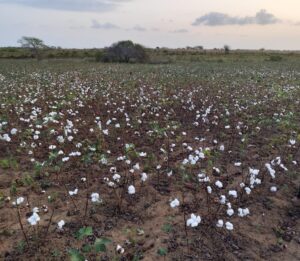 Projeto incentiva cultivo do algodão orgânico no município de Campina Grande