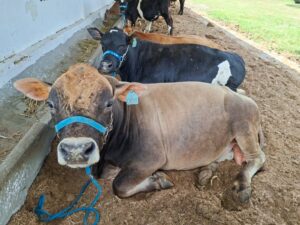 Exposição que acaba domingo na capital tem animais que custam até R$ 500 mil