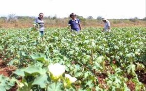 PMCG prioriza a agricultura familiar na merenda da rede municipal de ensino