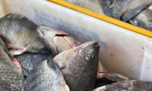 Prefeitura mantém tradição e leva peixe da Semana Santa às famílias de Boa Vista