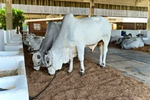 Exposição de animais em João Pessoa movimenta R$ 800 milhões em negócios